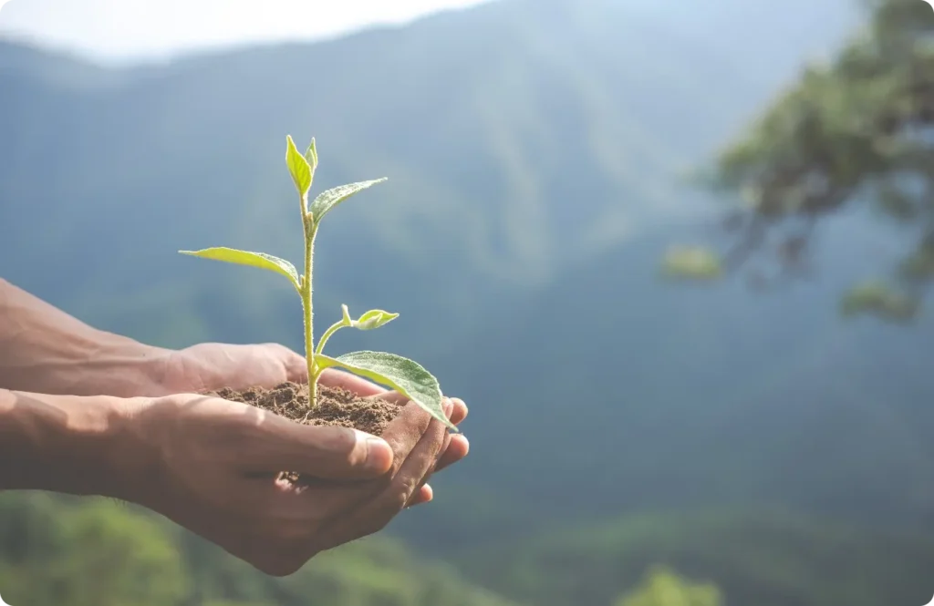 personne avec une plante dans la main